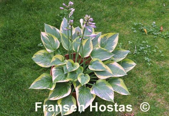 Hosta Peace